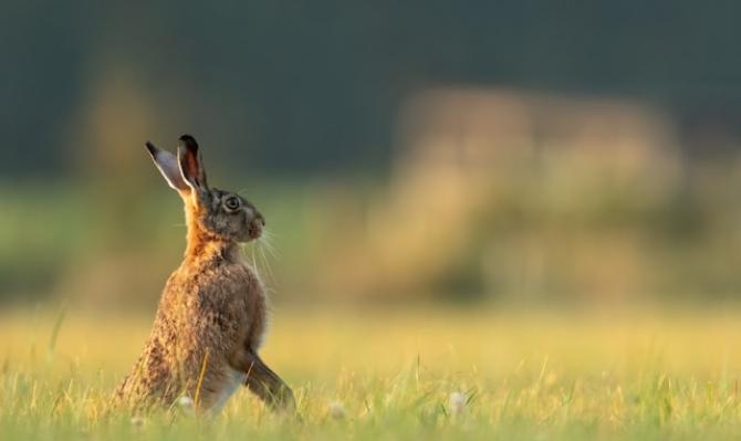 Liebre en un prado. Foto de Vincent van Zalinge on Unsplash