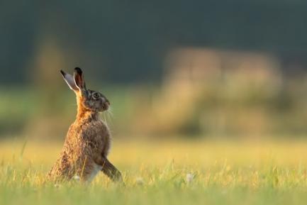 Liebre en un prado. Foto de Vincent van Zalinge on Unsplash
