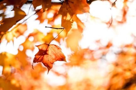 Hoja seca a punto de caer de un árbol en el otoño para ilustrar la idea de envejecimiento un artículo de análisis económico de CaixaBank Research. Photo by Matt on Unsplash